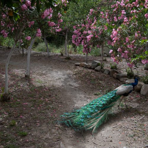 Chania – Botanical Park